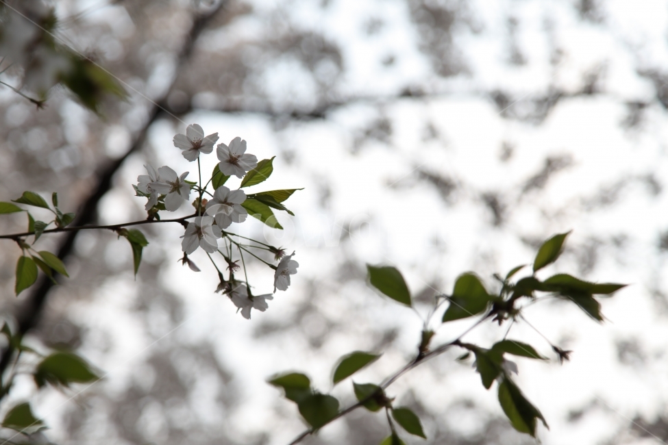 꽃,벚꽃,CherryBlossom,flower,봄,spring,봄,계절,spring,season,식물,자연,plants,nature,꽃,flower,plant