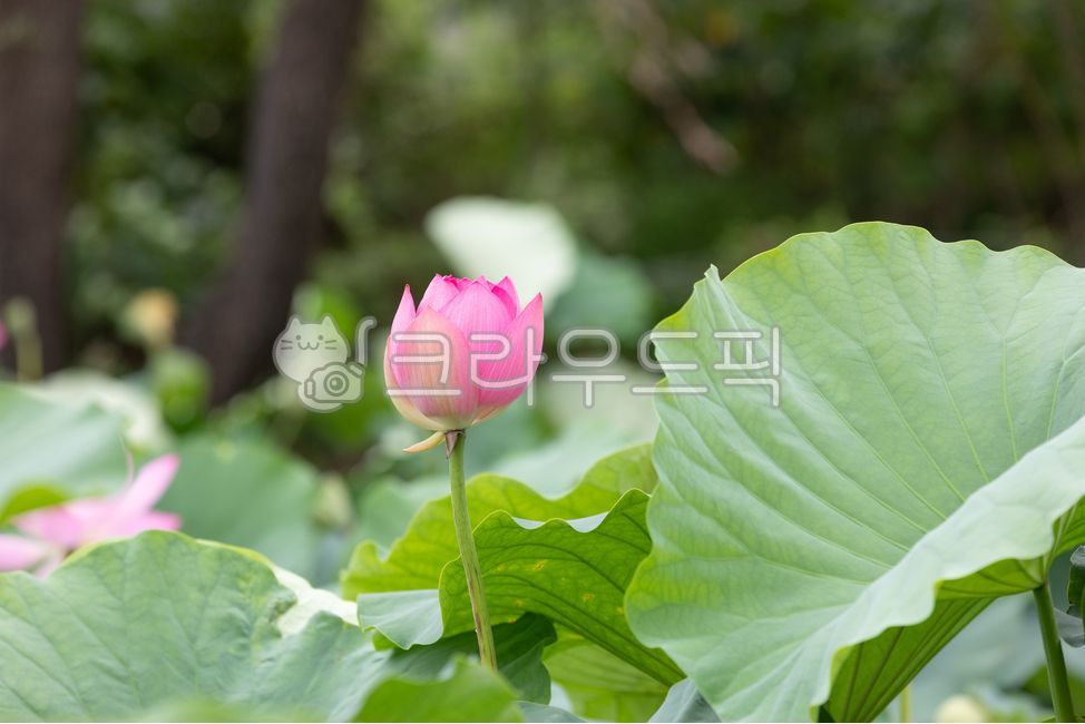 아라연꽃,아라홍련,진분홍색,연꽃,꽃봉오리,홍련,꽃,연꽃잎,커다란,초록색,연잎,잎,쌍떡잎식물,여러해살이,식물,자연,연못,여름,햇살,야외,darkpink,pink,green,lotus,flower,petal,lotusleaf,leaf,bud,plant,nature,pond,outdoors,summer