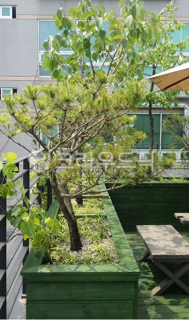 pine tree,plant box,Veranda,Terrace,pot,outdoors,Rooftop landscaping,garden,rooftop,landscape