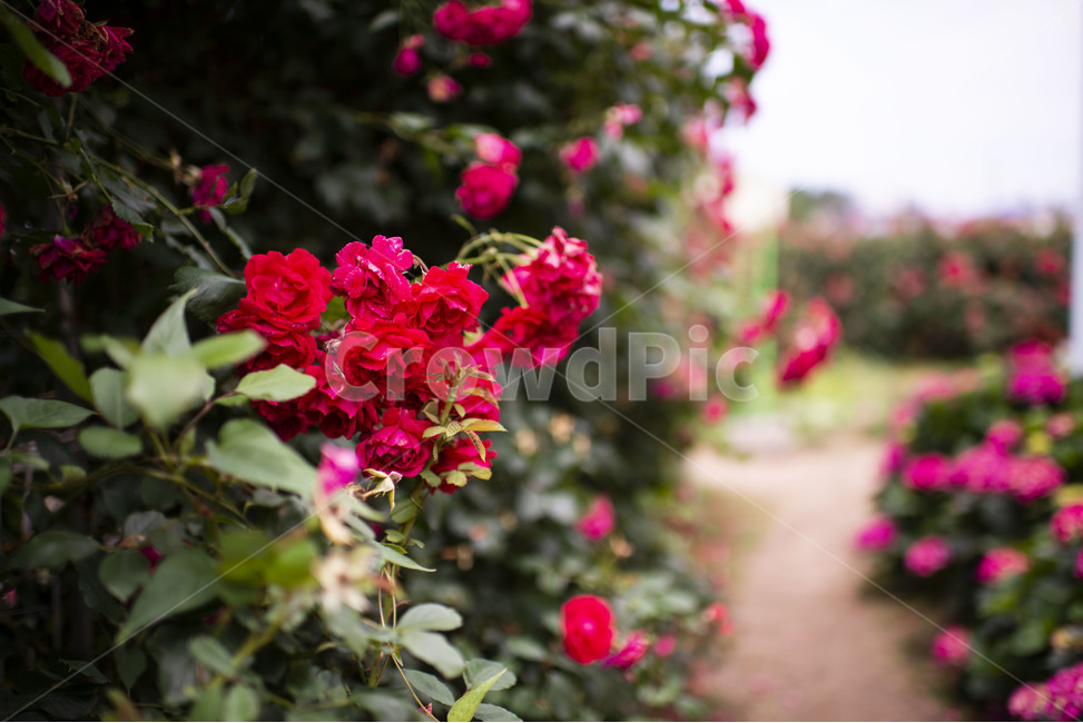 flower,꽃,blossom,plant,장미,rose,식물,장미꽃,빨간장미,레드,붉은,식물,자연,plants,nature,꽃,flower