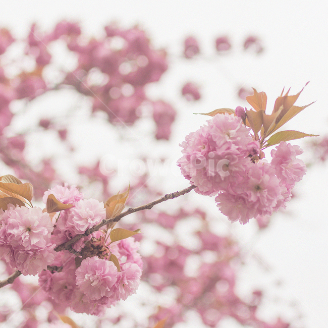 겹벚꽃,자연,꽃,벚꽃,flower,nature,봄,계절,spring,season,식물,자연,plants,nature,꽃,flower,plant