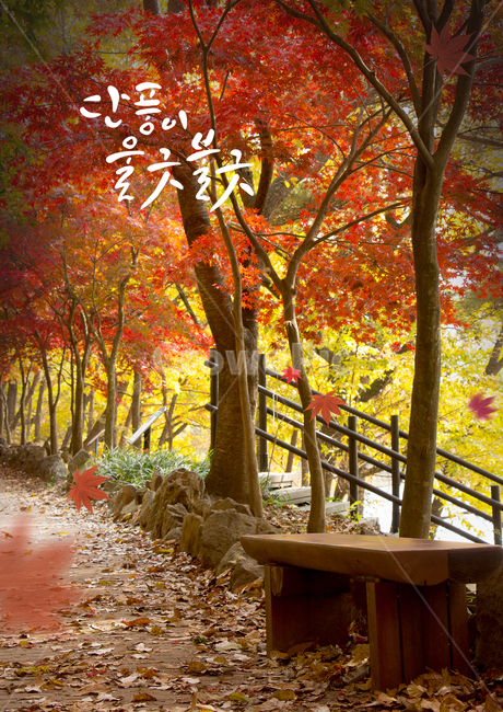 단풍,낙엽,캘리,캘리그라피,손글씨,붓글씨,가을,감성,가을,계절,fall,autumn,season,자연,풍경,nature,landscape,캘리그라피,손글씨,calligraphy,tree,나무,plant,식물