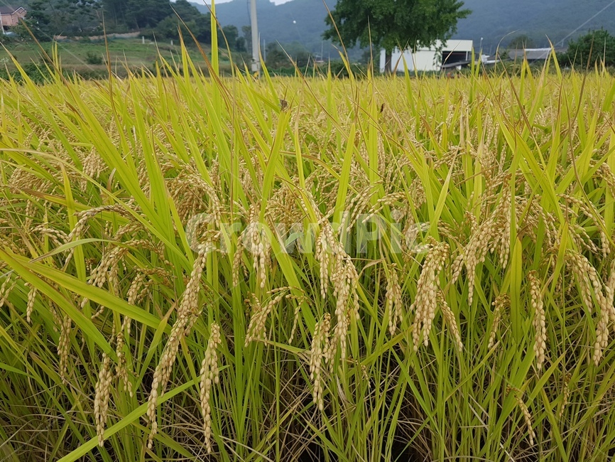 가을,벼,쌀,시골,풍경,식물,자연,plants,nature,곡류,곡식,cereals,산업,industry,industrial,농업,농사,agriculture,farming,farming industry