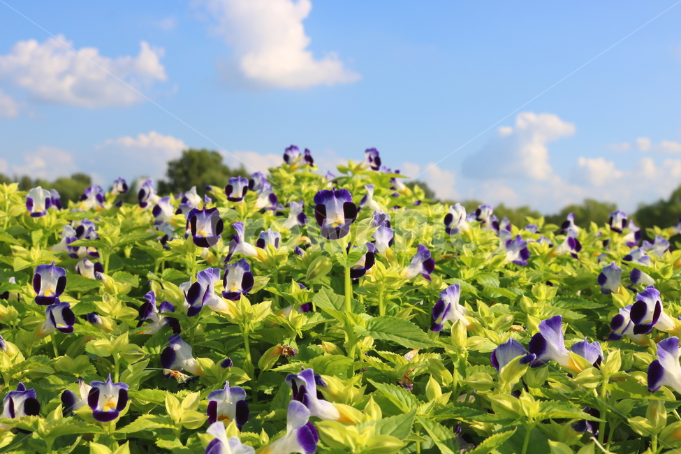 토레니아,꽃,토레니아꽃,식물,여름,가을,현삼과,꽃밭,식물,자연,plants,nature,꽃,flower