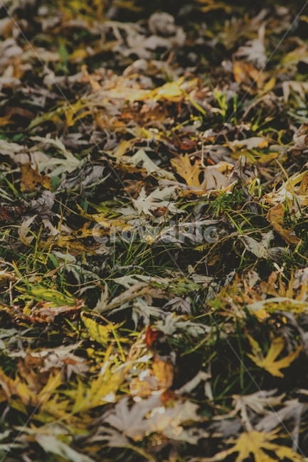 leaf,잎,plant,식물,ground,바닥,낙엽,가을,단풍,물향기수목원,가을,계절,fall,autumn,season