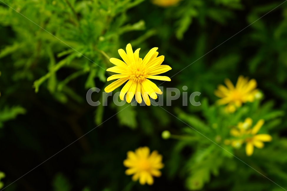 가물레피시스,원예,노란꽃,가물렛,국화과,compositae,euryops,gamolepis,yellow,garden,감성,노랑,예쁨,식물,자연,plants,nature,꽃,flower