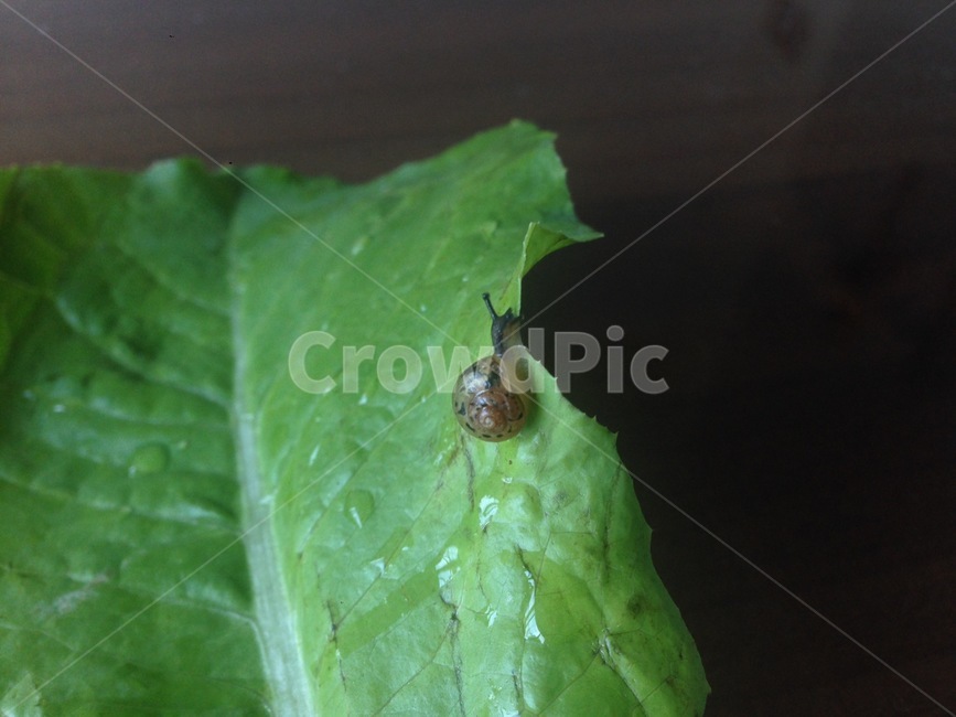 달팽이,snail,상추,자연,연체동물,동물
