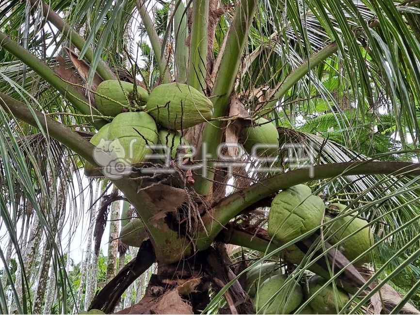 코코넛,야자수열매,야자수,열대과일,coconut,palmfruit,palmtree,tropicalfruit,plant,식물,fruit,과일,food,음식