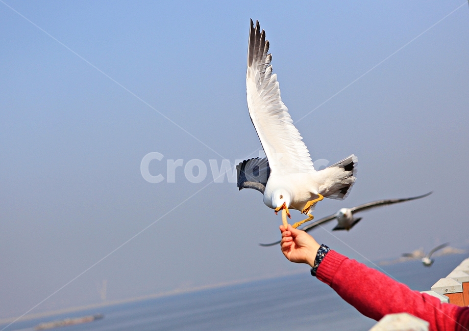 갈매기,새,조류,자연,풍경,배경,동물,animal,조류,새,birds,사람,인물,인간,human,person,신체일부,몸,body