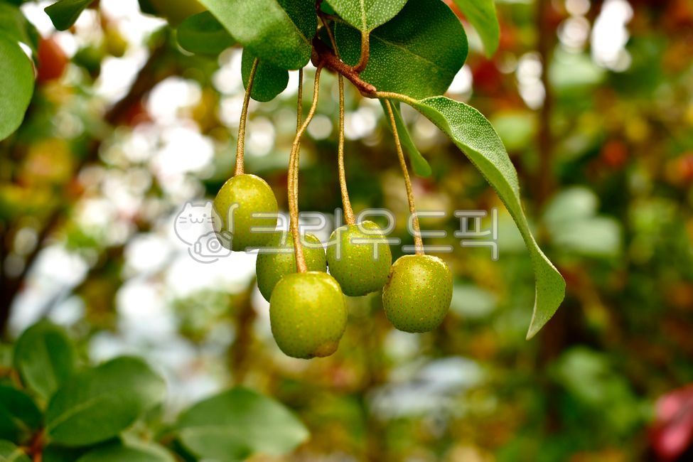 japanesesilverberry,Fruit,fruit,elaeagnustypica,oleaster,food,Bodhi tree fruit,ripening,elaeagnusumbellata,plant,linden tree,ripe,fresh