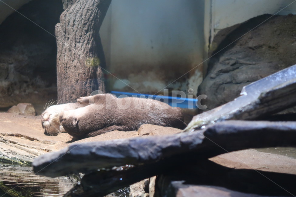 아쿠아리움,수족관,동물,수달,해파리,자연,aquarium,animal,otter,jellyfish,nature,물