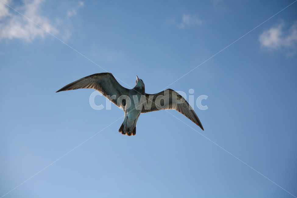 animal,동물,bird,새,flying,나는,동물,animal,조류,새,birds