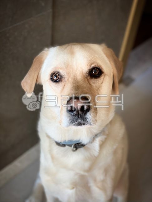 labradorretriever,Pets,labrador retriever,dog,pet