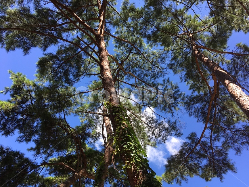 휴양지,소나무,휴양림,하늘,나무,tree,plant,식물,treetrunk,나무줄기