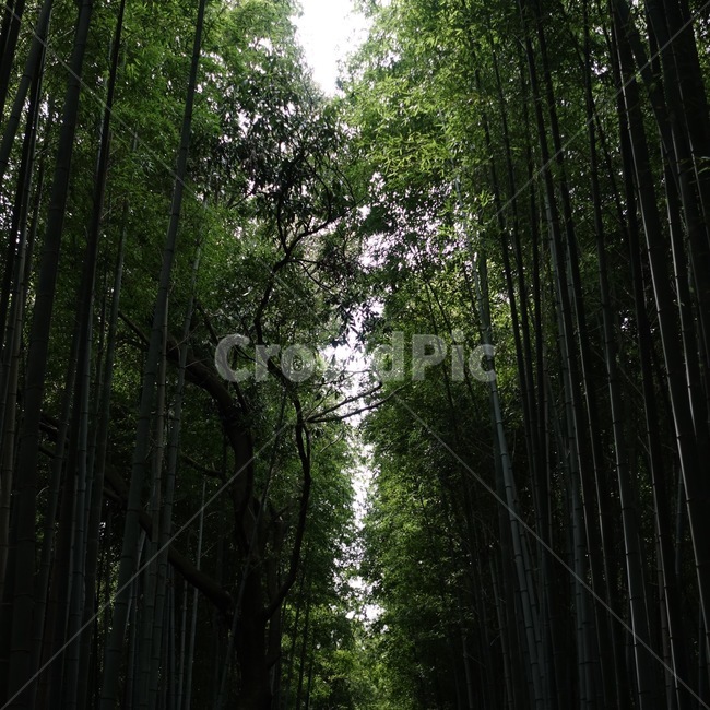 일본,대나무,산림욕,초록,숲,울창한,교토