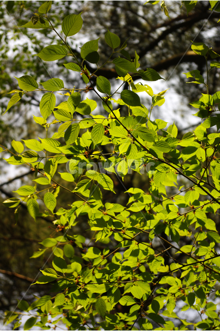 나무,식물,plants,nature,빛,초록,color,잎,식물,자연,plants,nature
