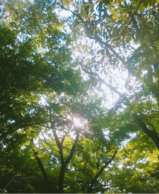 나무,빛,햇살,따뜻함,햇빛