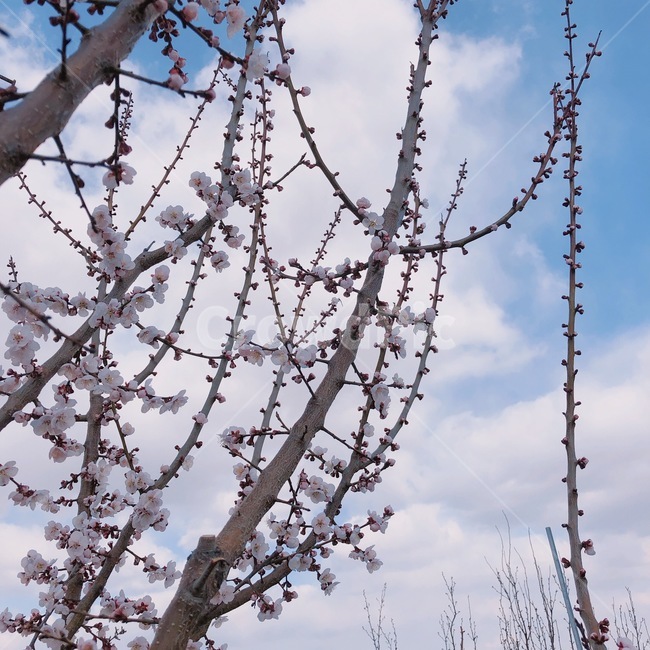 벚꽃,봄,개화,벚꽃개화,cherryblossoms,cherryblossom,하늘,구름,파란하늘,꽃,나무,봄나무,봄하늘,봄,계절,spring,season,plant,식물