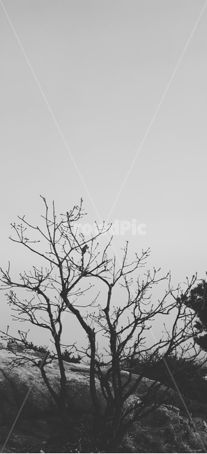 나무,나뭇가지,앙상한가지,겨울나무,나무한그루,자연,풍경,nature,landscape,흑백,모노톤,monochrome,black and white