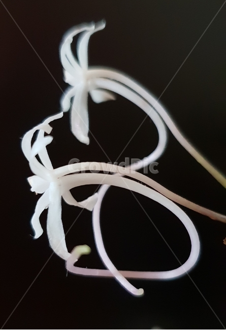 난꽃,꽃,난초꽃,풍란,똥꼬리난초꽃