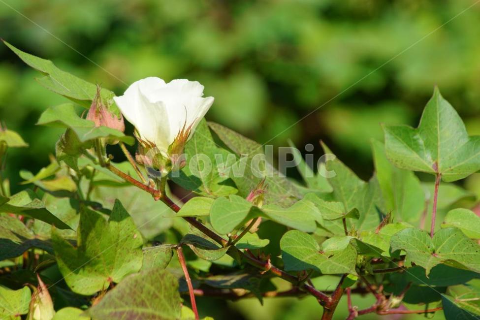 가을,목화꽃,꽃,식물,자연,계절,순수,감성,fall,nature,autumn,green,white,가을,계절,fall,autumn,season,식물,자연,plants,nature,꽃,flower,plant