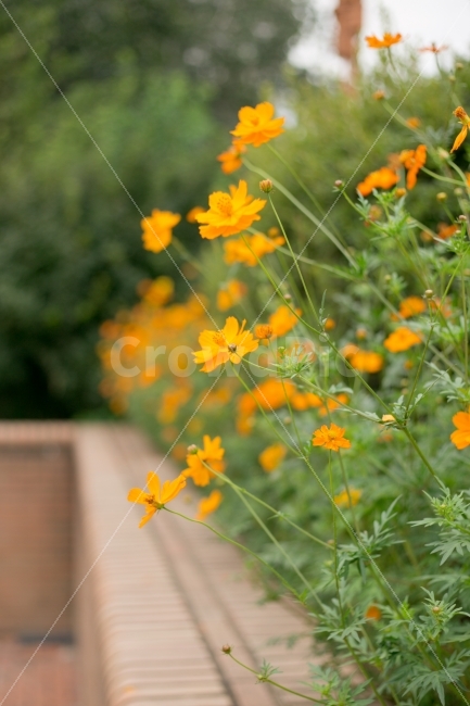 꽃,식물,풍경,코스모스,나무,가을,계절,fall,autumn,season,식물,자연,plants,nature,꽃,flower,plant,potted plant,화분,vase,병 장식,jar,항아리,pottery,도기류