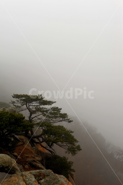 산,안개,등산,나무,소나무,자연,풍경,nature,landscape,한국자연풍경,한국자연경관,korea nature landscape,weather,날씨,outdoors,옥외