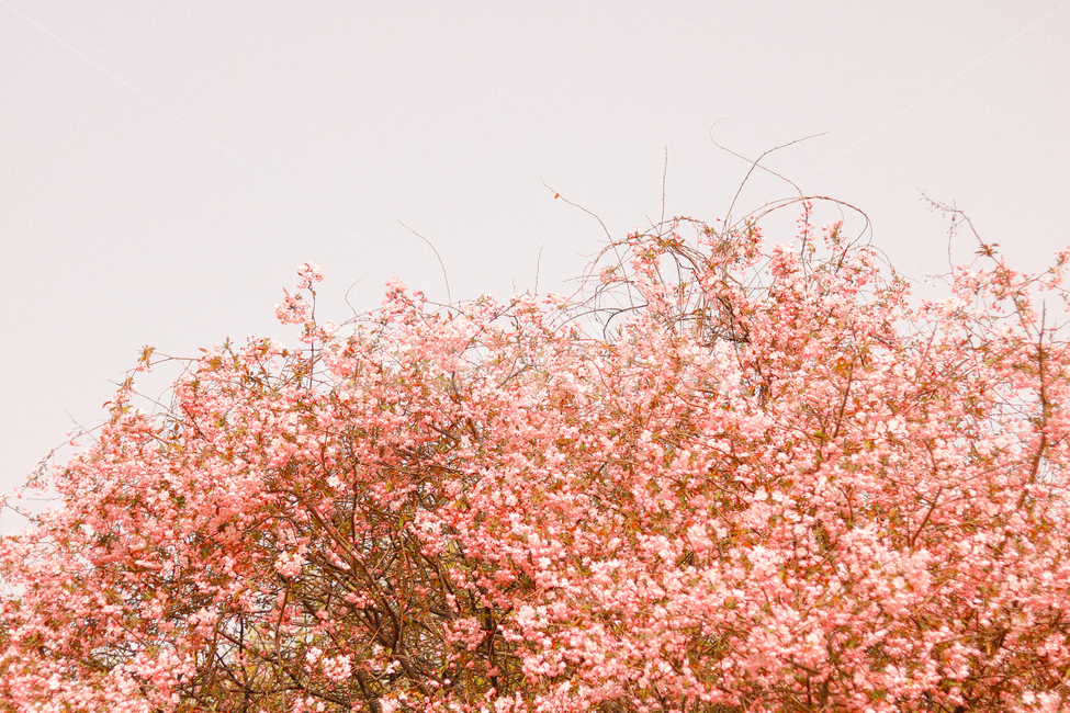 봄,꽃,벚꽃,분홍색,4월,핑크,핑크색,식물,자연,plants,nature,꽃,flower,나무,trees,wood,감성,sensible,feeling,색깔,색상,색채,색감,color sense,color sensitivity,feeling of color