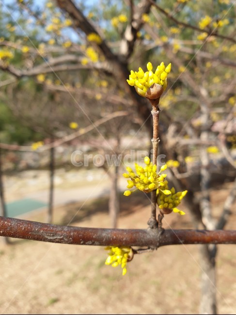 plant,식물,꽃,산수유꽃,bloom,flower