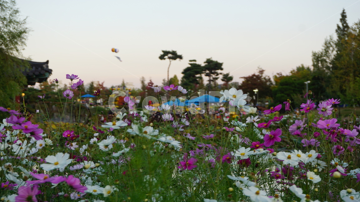 geranium,blossom,plant,식물,flower,꽃,코스모스,식물,자연,plants,nature,꽃,flower