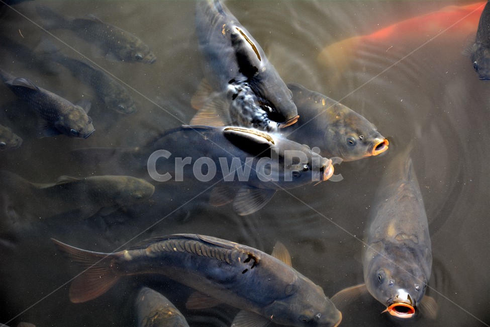 물고기,연못,동물,자연,집합,동물,animal,어류,물고기,fish