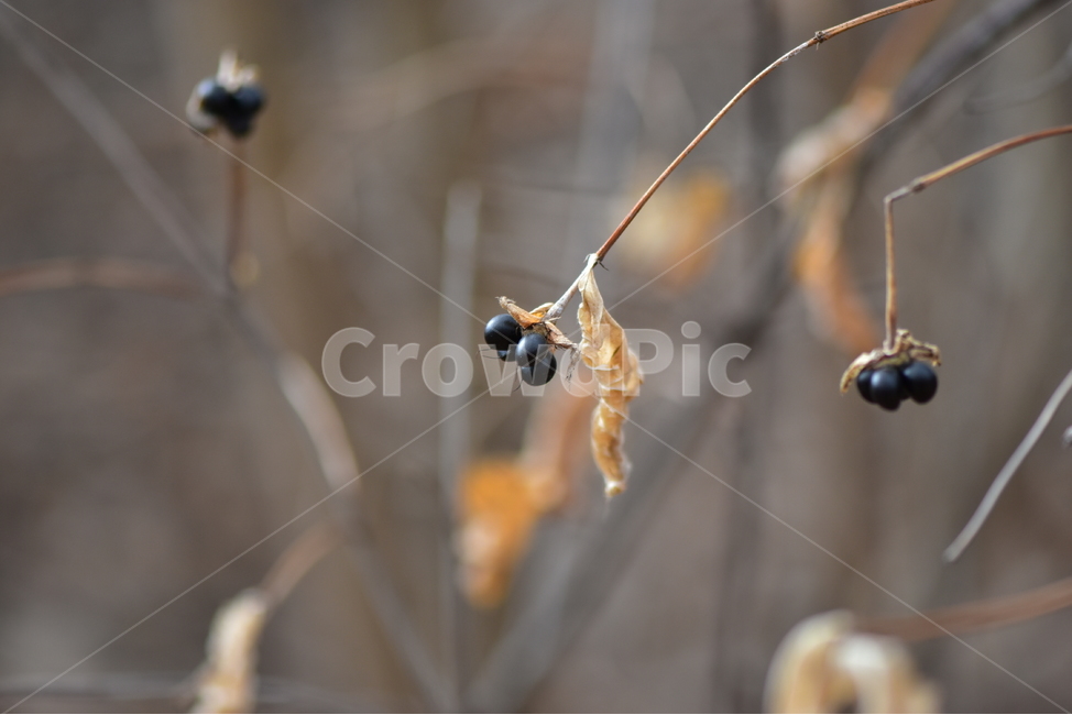 병아리꽃나무,열매,사진,식물,결실,씨앗,검은색,도감,plant,tree,nature,자연,생태,겨울,계절,나무,목본,학습,자료,study,식물,자연,plants,nature,과일,열매,fruit