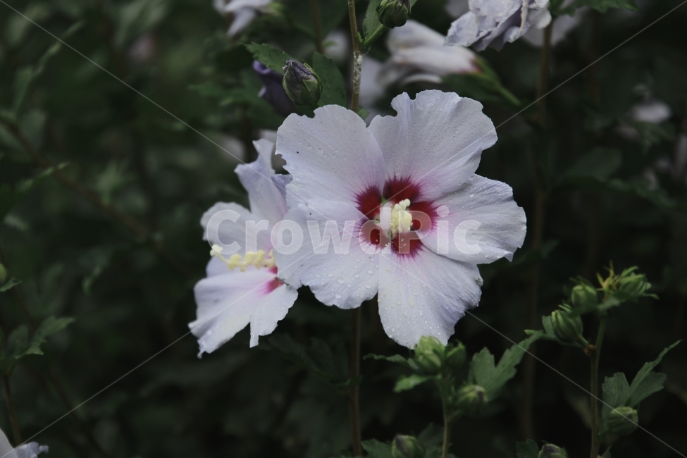 꽃,flower,야생화,무궁화,들꽃,여름꽃,식물,자연,plants,nature,꽃,flower