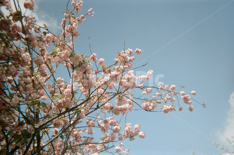 하늘,벚꽃나무,꽃,flower,cherryblossom,필름카메라,자연