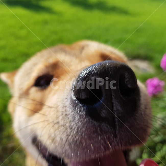 강아지,시골강아지,개코,검은코,진돗개,동물,animal,포유류,mammal,개,강아지,dog,doggy