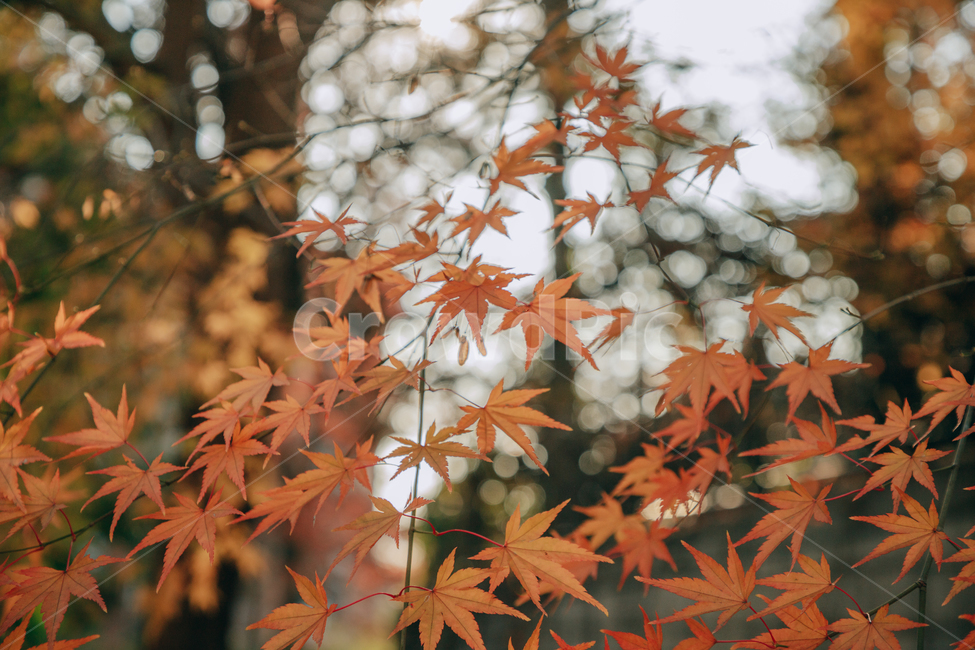 단풍,붉은,빨간,가을,나무,낙옆,잎,나뭇잎,가을,계절,fall,autumn,season,식물,자연,plants,nature,leaf,plant,tree,maple