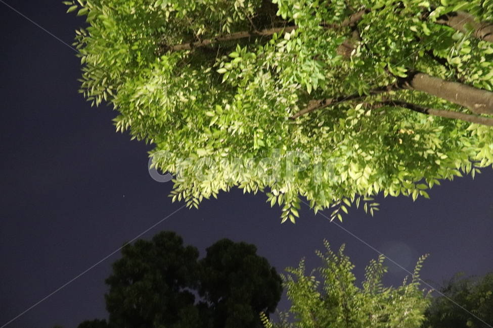 나무,생명,계절,뿌리,여름,자연,풍경,nature,landscape,tree,plant,식물