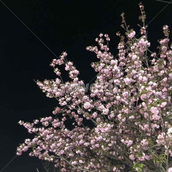 겹벚꽃,밤하늘,봄하늘,봄,밤,벚꽃,저녁하늘,꽃,cherryblossom,plant,blossom,flower