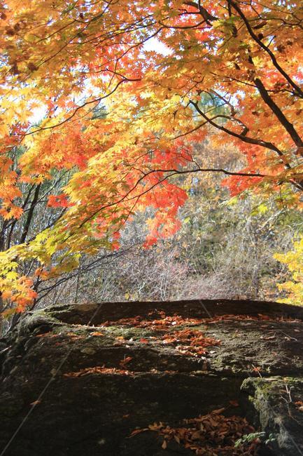 가을,풍경,산,바위,나무,가을,계절,fall,autumn,season,자연,풍경,nature,landscape,plant,식물,leaf,잎,tree,maple,단풍