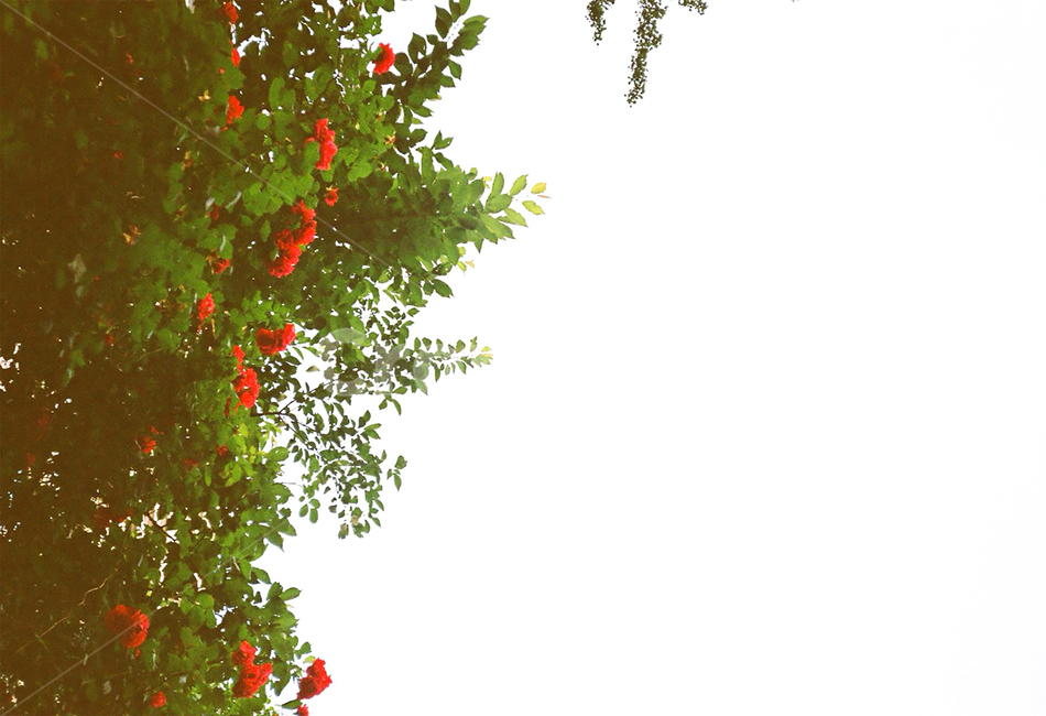 식물,leaf,잎,장미,rose