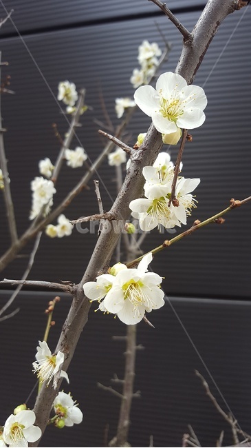벚꽃,접사,개화,blossem,꽃송이,매화,검정배경,식물,자연,plants,nature,꽃,flower