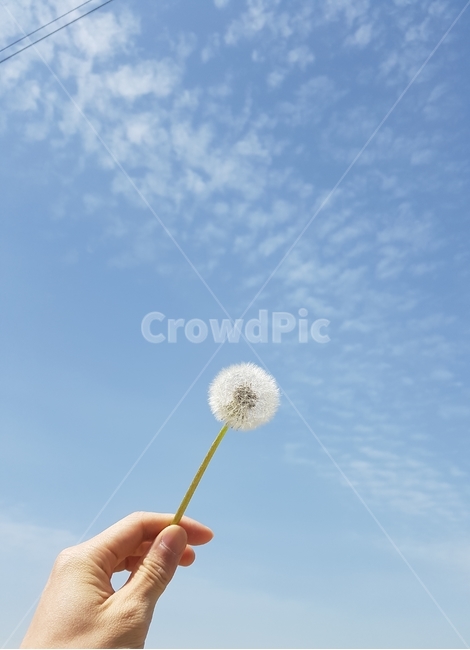 민들레씨,손,하늘,human,person,자유,plant,식물,blossom,꽃,flower