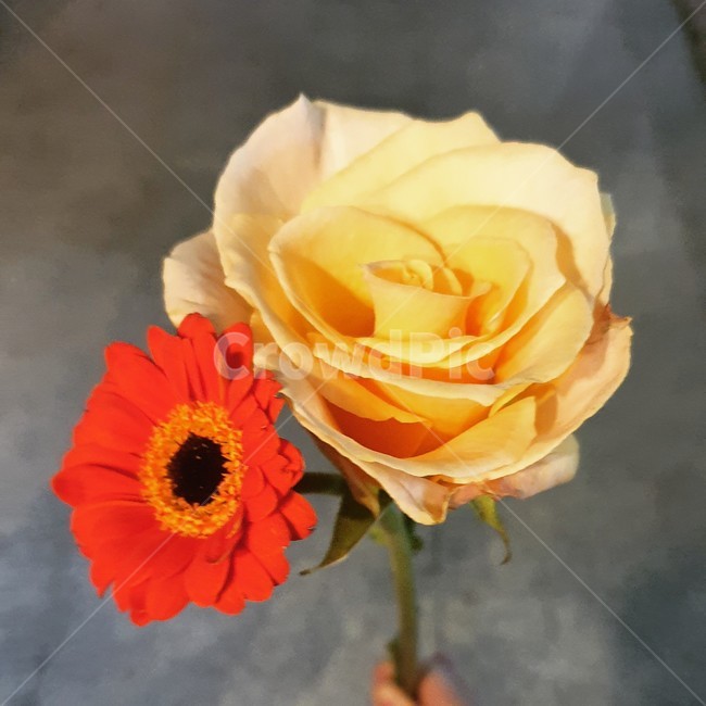rose,장미,flower,꽃,plant,식물,blossom