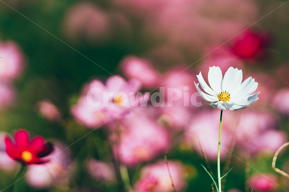 가을,코스모스,따뜻함,일몰,연분홍색,핑크색,우아한,beautiful,예쁜,화려한,정원,garden,계절,season,자연,plants,nature,꽃,flower,가을,계절,fall,autumn,season,식물,자연,plants,nature,꽃,flower,감성,sensible,feeling,색깔,색상,색채,색감,color sense,color sensitivity,feeling of color,plant,daisies,데이지,blossom,daisy