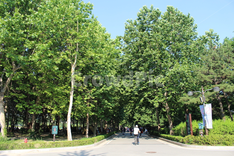공원,산속,울창한숲,우거진숲,여름,시원한여름,여름,계절,summer,season,자연,풍경,nature,landscape,tree,나무,plant,식물,outdoors,옥외