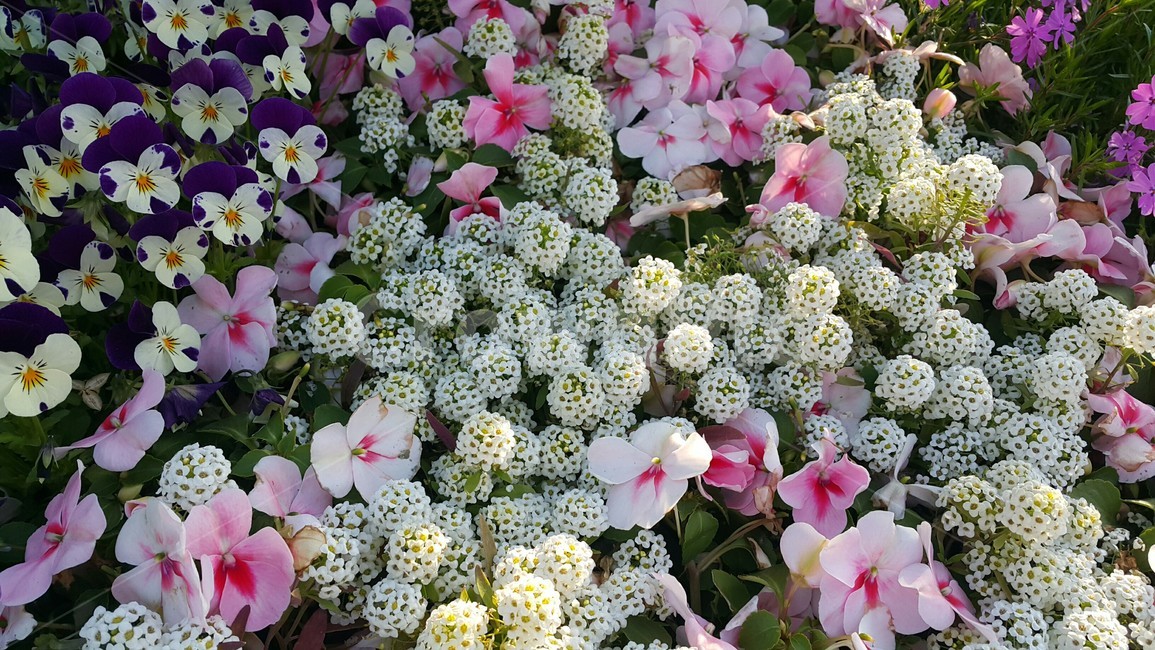 꽃,봄,공원,나들이,식물,컬러,색채,색감,flower,자연,힐링,감성사진
