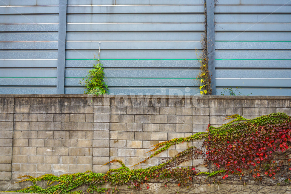 담장,팬스,담쟁이,넝쿨,단풍,가을,식물,가을,계절,fall,autumn,season,wall,벽