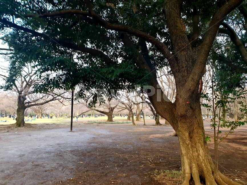 tree,나무,plant,식물,treetrunk,나무줄기,자연,nature,공원,요요기공원,park