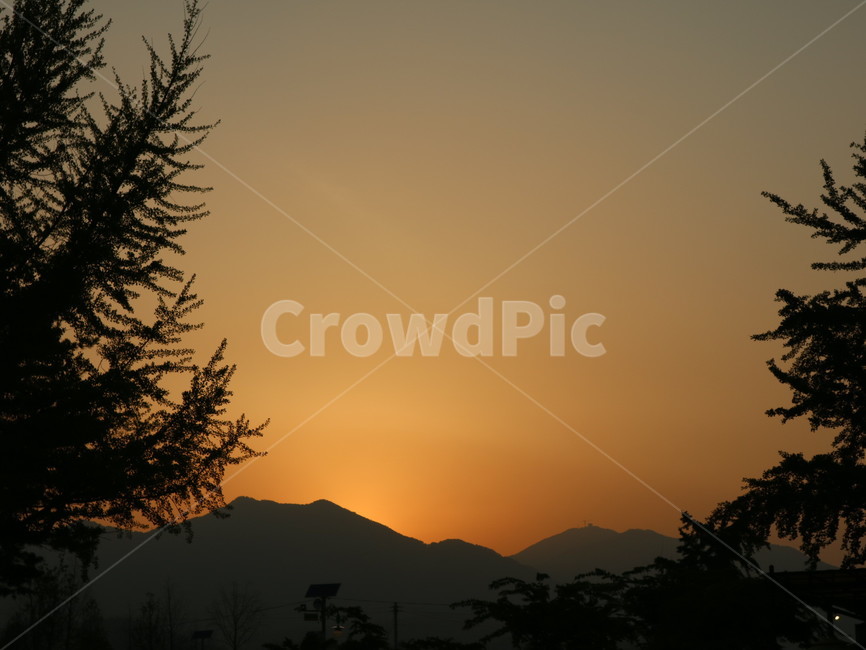 식물,전나무,양평,경기도,노을,나무,하늘,붉은노을,출사,plant,tree,자연,풍경,nature,landscape,fir
