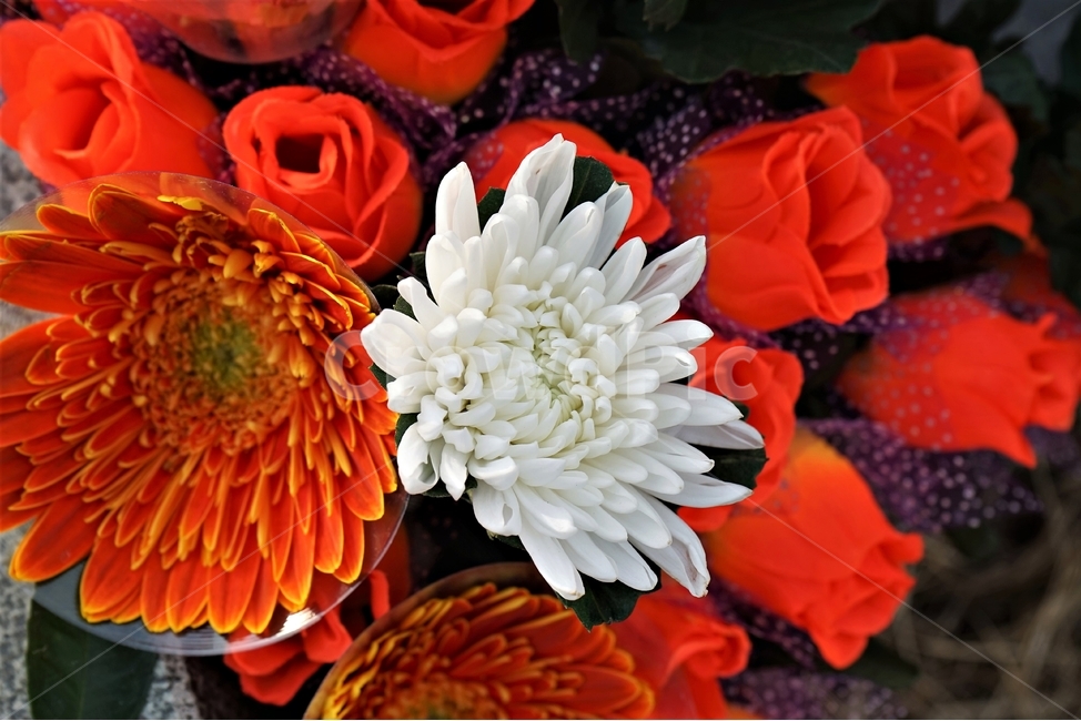 꽃,화려함,향기,조화,꽃다발,성묘,아름다움,beautiful,plant,flower,흰국화,순결미,꽃,flower